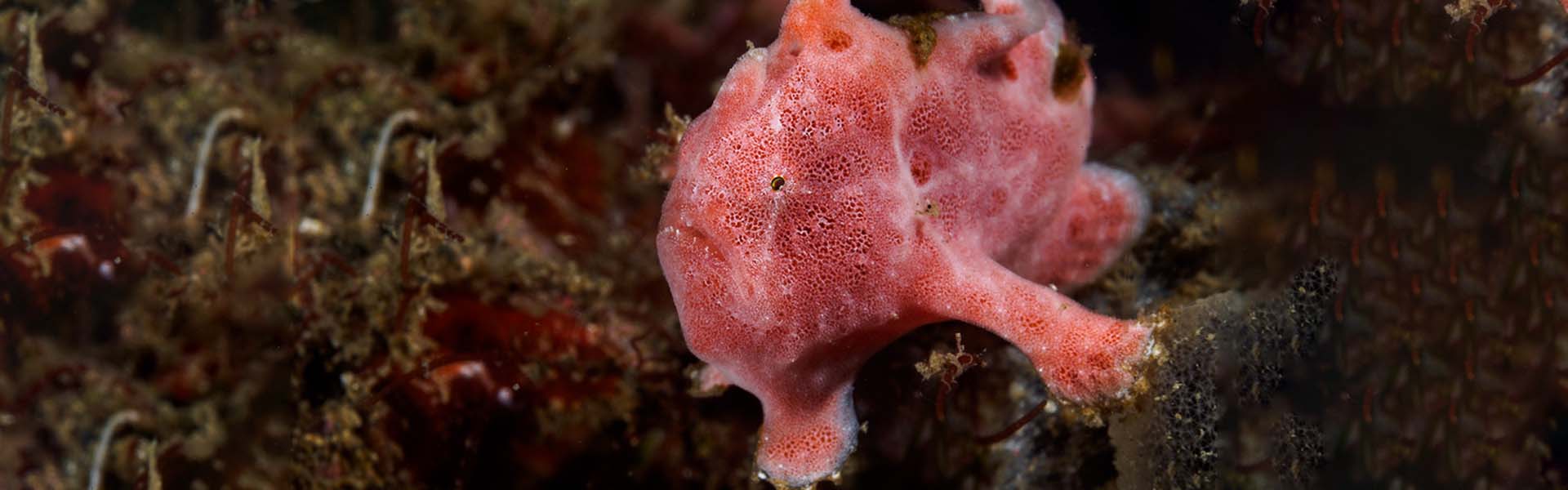 The Rosy Frogfish